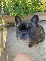 Kenji, a male French Bulldog for sale in Sacramento, CA – Photo 3 of 5