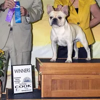 Kenji, a male French Bulldog for sale in Sacramento, CA – Photo 7 of 9