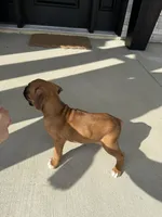 Axle, a male Boxer for sale in Nappanee, IN – 4 of 4