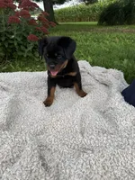 Milah, a female Rottweiler for sale in Nappanee, IN – 5 of 5