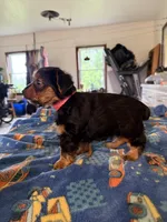 Mario, a male Yorkshire Terrier for sale in Nappanee, IN – 5 of 5