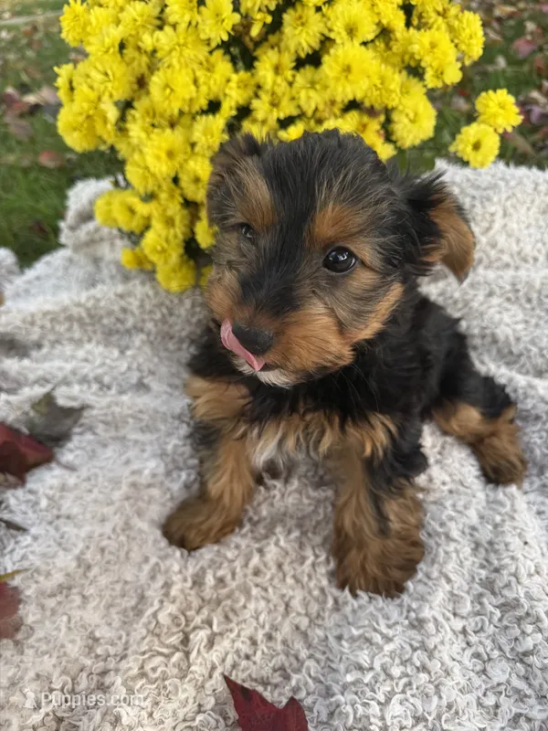 Mario – Yorkshire Terrier puppy for sale in Nappanee, IN