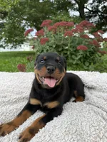 Mira , a female Rottweiler for sale in Nappanee, IN – 4 of 5