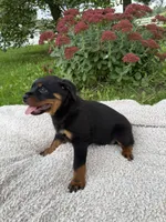 Mira , a female Rottweiler for sale in Nappanee, IN – 2 of 5