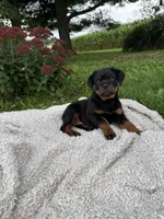 Milah, a female Rottweiler for sale in Nappanee, IN – 2 of 5