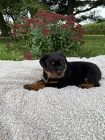 Rambo, a male Rottweiler for sale in Nappanee, IN – 5 of 6
