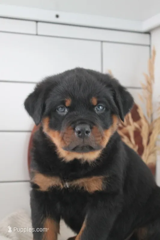 Ian  – Rottweiler puppy for sale in Nappanee, IN