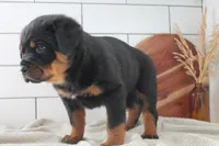 Ian , a male Rottweiler for sale in Nappanee, IN – Photo 4 of 5