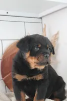 Ian , a male Rottweiler for sale in Nappanee, IN – Photo 3 of 5