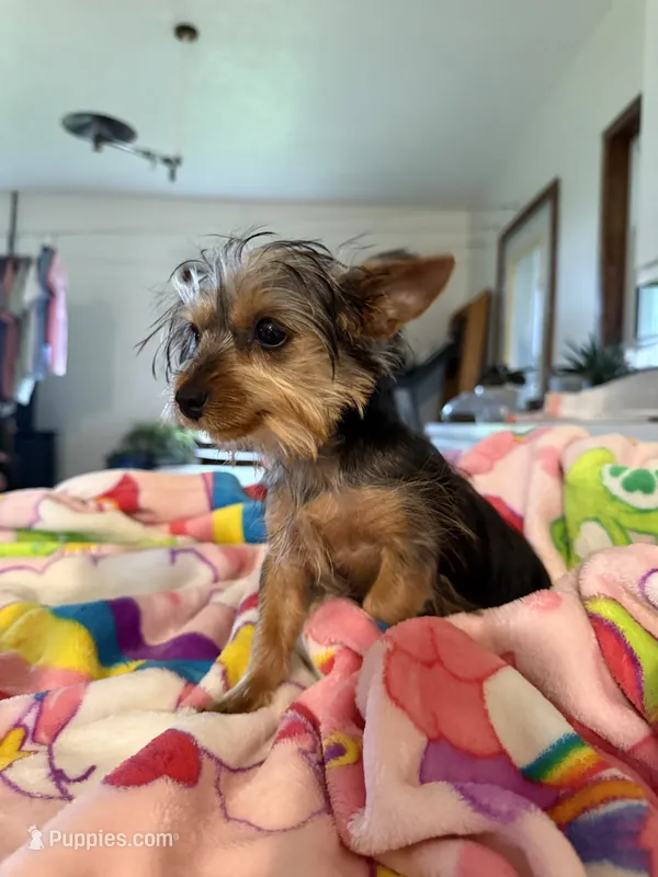 Mandi – Yorkshire Terrier puppy for sale in Nappanee, IN