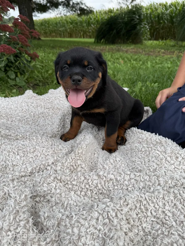 Milah – Rottweiler puppy for sale in Nappanee, IN