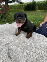 Milah, a female Rottweiler for sale in Nappanee, IN – 1 of 5