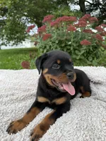 Mira , a female Rottweiler for sale in Nappanee, IN – 1 of 5
