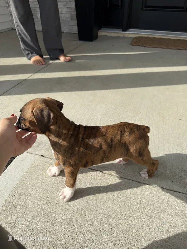 Teague – Boxer puppy for sale in Nappanee, IN