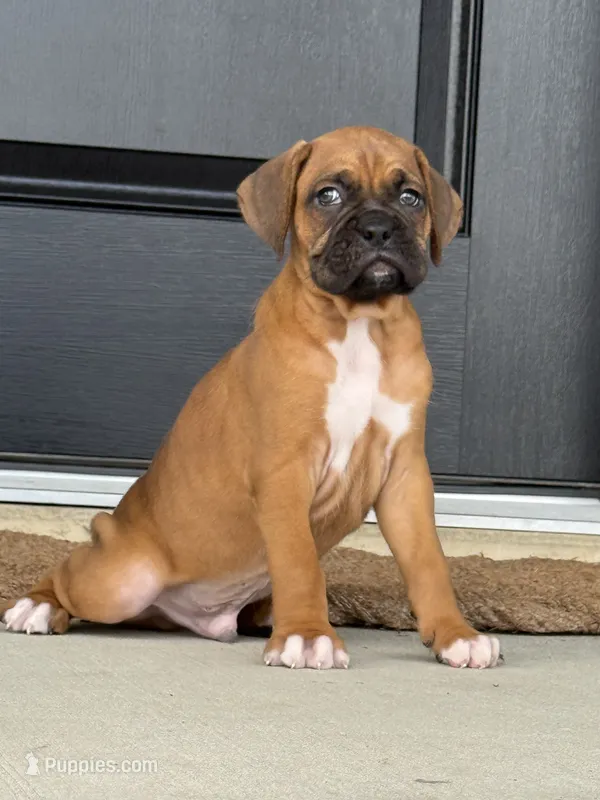 Dom – Boxer puppy for sale in Nappanee, IN