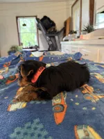 Mason , a male Yorkshire Terrier for sale in Nappanee, IN – 2 of 4