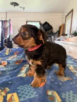 Mario, a male Yorkshire Terrier for sale in Nappanee, IN – 2 of 5