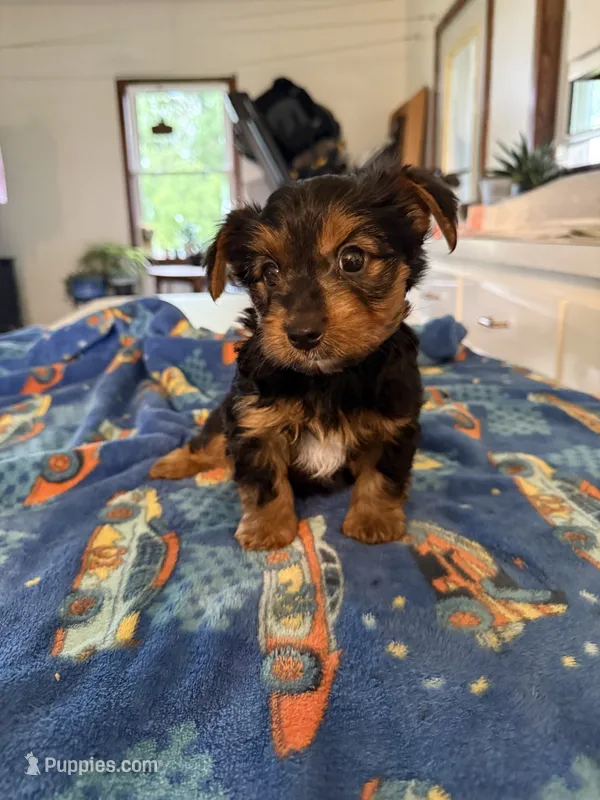 Mario – Yorkshire Terrier puppy for sale in Nappanee, IN