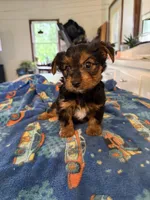 Mario, a male Yorkshire Terrier for sale in Nappanee, IN – 1 of 5