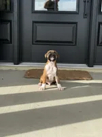 Teague, a male Boxer for sale in Nappanee, IN – 2 of 5