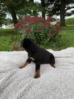 Mira , a female Rottweiler for sale in Nappanee, IN – 5 of 5