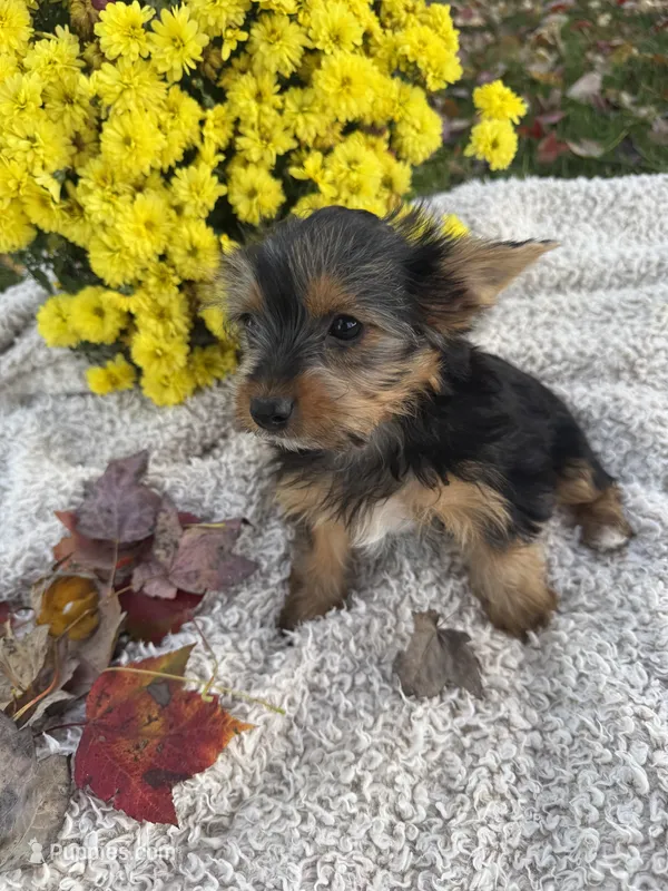Molly – Yorkshire Terrier puppy for sale in Nappanee, IN