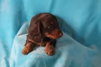 Shilo , a male Miniature Dachshund for sale in Nappanee, IN – Photo 6 of 7