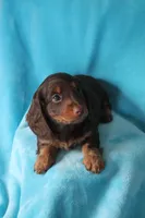 Shilo , a male Miniature Dachshund for sale in Nappanee, IN – Photo 2 of 7