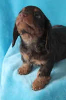 Shilo , a male Miniature Dachshund for sale in Nappanee, IN – Photo 7 of 7