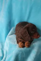 Shilo , a male Miniature Dachshund for sale in Nappanee, IN – Photo 5 of 7