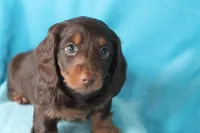 Shilo , a male Miniature Dachshund for sale in Nappanee, IN – Photo 1 of 7