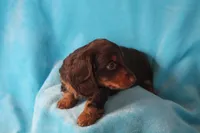 Shilo , a male Miniature Dachshund for sale in Nappanee, IN – Photo 4 of 7