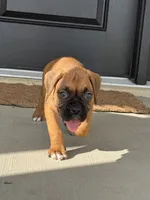 Axle, a male Boxer for sale in Nappanee, IN – 2 of 4