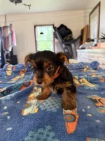 Mason , a male Yorkshire Terrier for sale in Nappanee, IN – 4 of 4