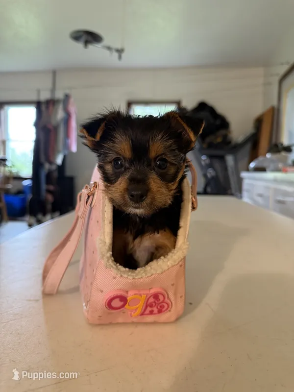 Molly – Yorkshire Terrier puppy for sale in Nappanee, IN