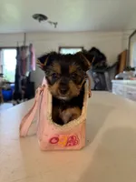 Molly, a female Yorkshire Terrier for sale in Nappanee, IN – 1 of 5