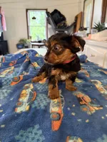 Mario, a male Yorkshire Terrier for sale in Nappanee, IN – 4 of 5