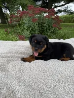 Rambo, a male Rottweiler for sale in Nappanee, IN – 2 of 6