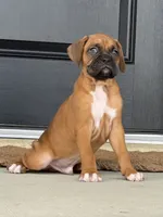 Dom, a male Boxer for sale in Nappanee, IN – 2 of 4