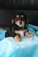 Nova , a female Miniature Dachshund for sale in Nappanee, IN – Photo 1 of 8
