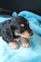 Nova , a female Miniature Dachshund for sale in Nappanee, IN – Photo 6 of 8