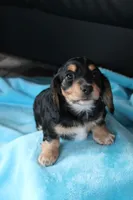 Nova , a female Miniature Dachshund for sale in Nappanee, IN – Photo 4 of 8