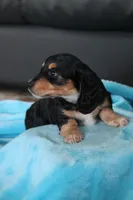 Nova , a female Miniature Dachshund for sale in Nappanee, IN – Photo 8 of 8