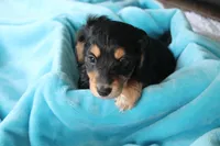 Nova , a female Miniature Dachshund for sale in Nappanee, IN – Photo 3 of 8