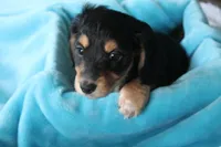 Nova , a female Miniature Dachshund for sale in Nappanee, IN – Photo 2 of 8