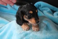 Nova , a female Miniature Dachshund for sale in Nappanee, IN – Photo 5 of 8
