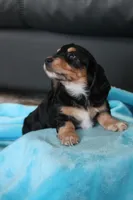 Nova , a female Miniature Dachshund for sale in Nappanee, IN – Photo 7 of 8