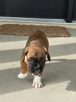 Teague, a male Boxer for sale in Nappanee, IN – 4 of 5