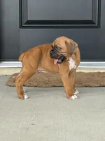 Dom, a male Boxer for sale in Nappanee, IN – 4 of 4