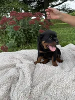 Milah, a female Rottweiler for sale in Nappanee, IN – 3 of 5